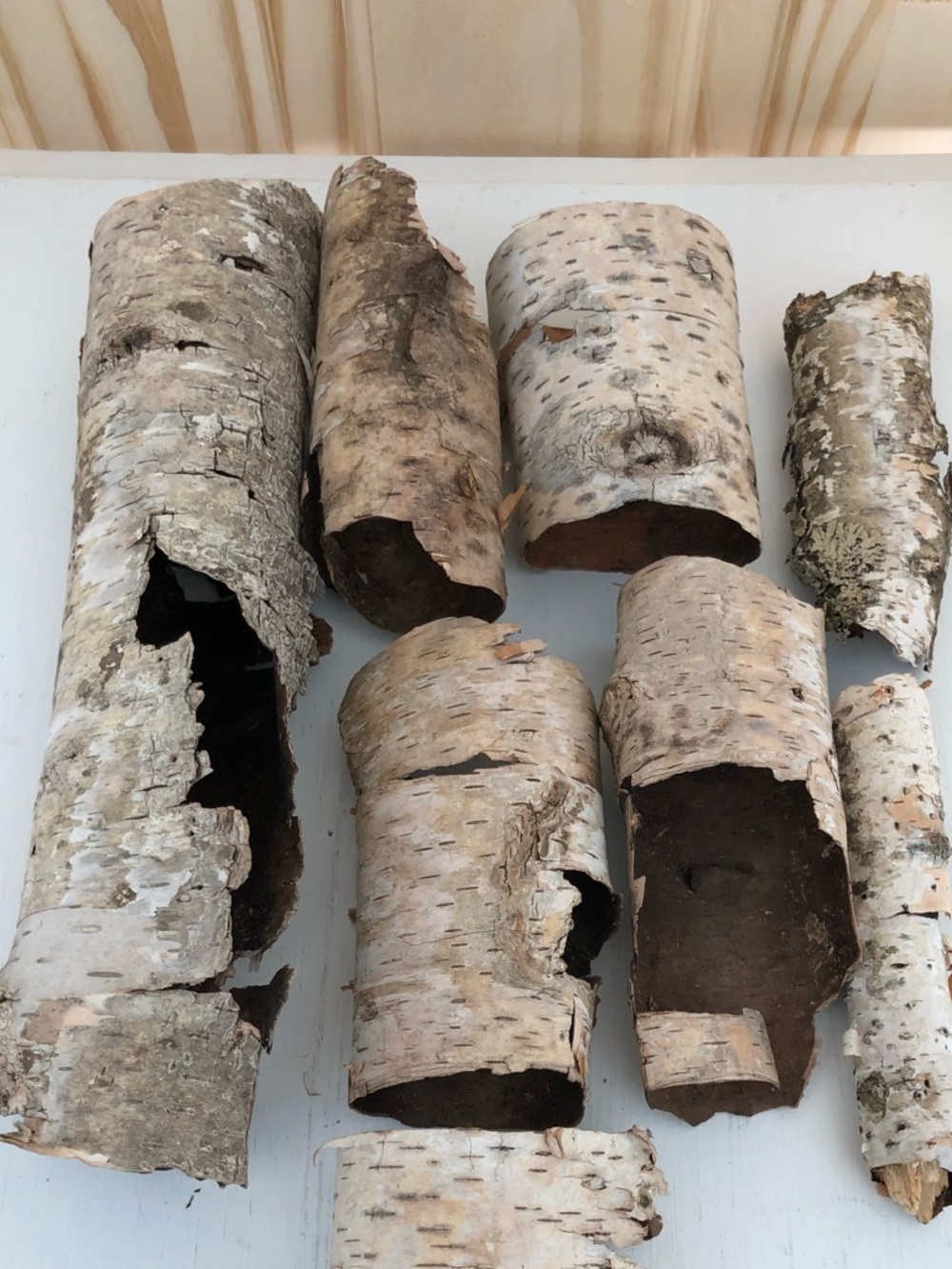 Natural White Birch Bark Collection